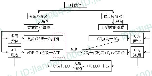 主要:酶,atp,细胞呼吸,有氧呼吸,无氧呼吸,光合作用,光反应阶段,暗