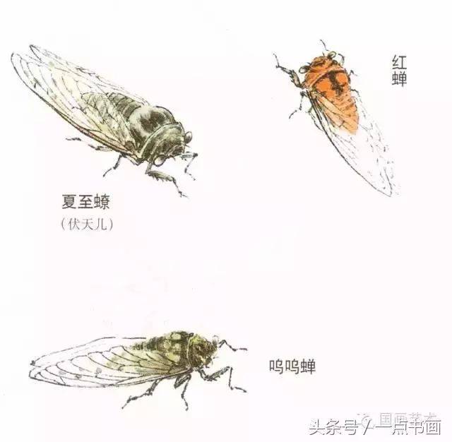 夏至蹽与呜呜蝉颜色皆无特点,画时可强调墨色.红蝉虽小但适宜入画.