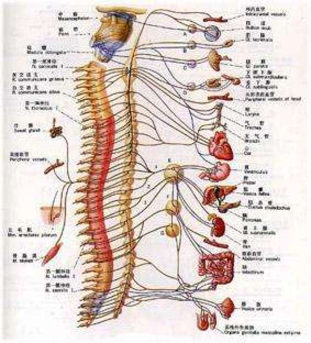 脊髓空洞症的形成原因有什么专家殷世荣解读