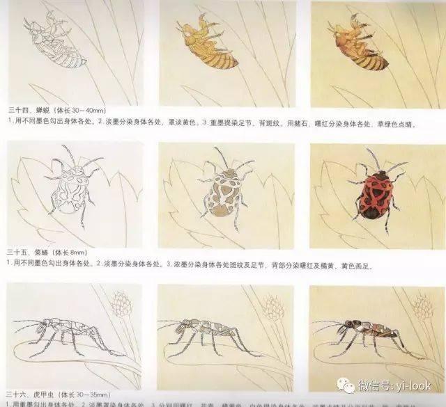 1分钟教你画100种昆虫 | 技法图