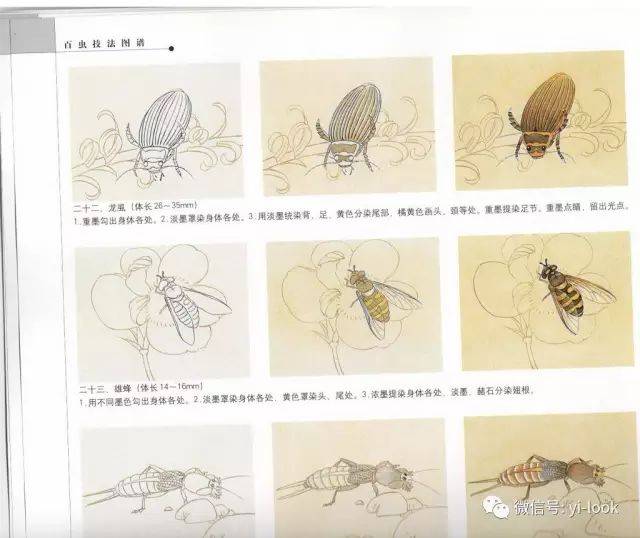 1分钟教你画100种昆虫 | 技法图