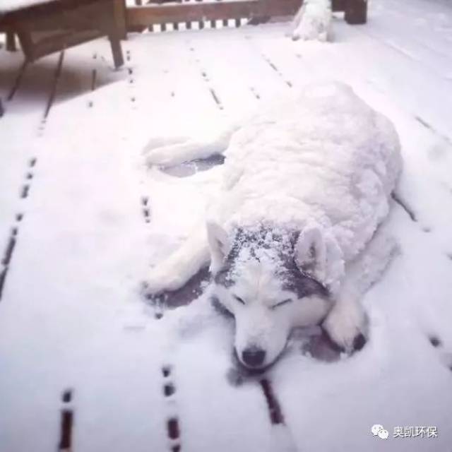 snow╲ 下雪啦,快来看看这些小动物有多么开心吧! animal 萌宠