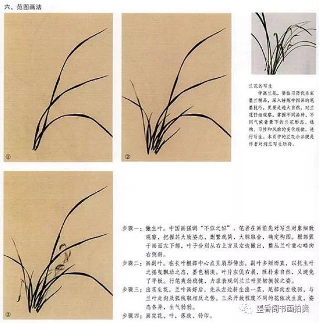 中国国画-花鸟技法-国画兰花的画法(图2)