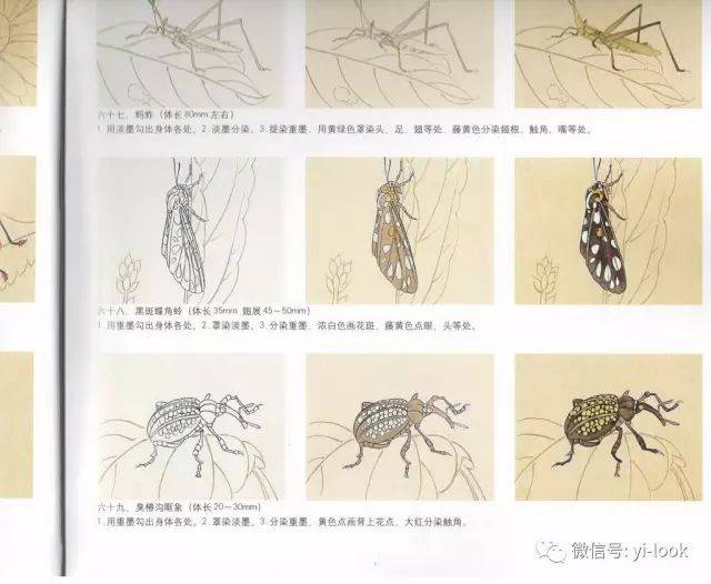 1分钟教你画100种昆虫 | 技法图