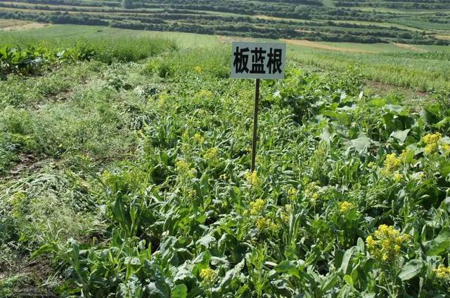 泰和县,上犹县,崇义县,兴国县等狗牯脑茶产区,修水县,庐山市,瑞昌市