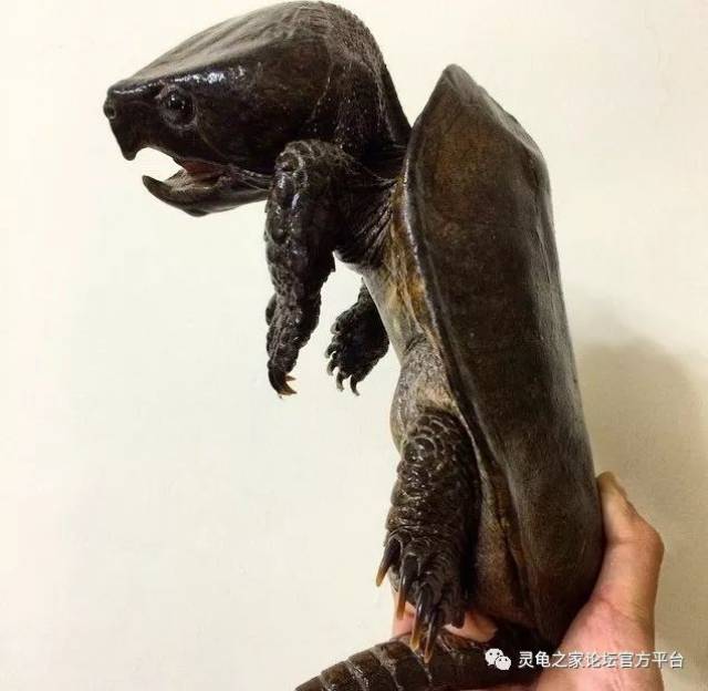 我觉得这些图片,是我见过的最漂亮的大头鹰嘴龟了