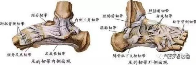 外侧韧带较分散,薄弱,肌肉也薄弱,且外踝低;内侧韧带较集中,厚,宽