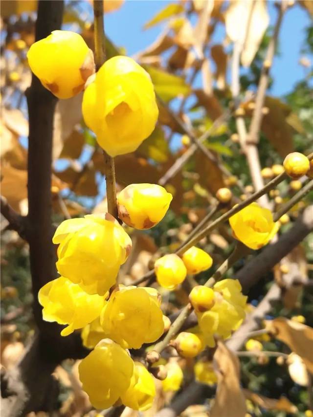 鄢陵哪里蜡梅冠天下?赶紧看了
