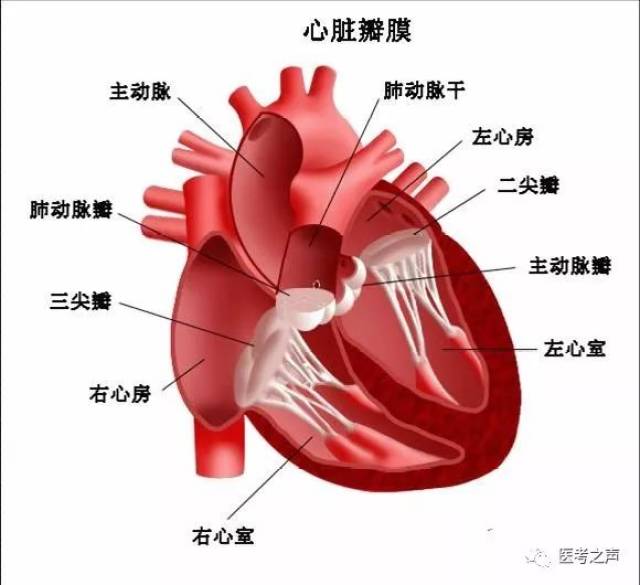 主动脉瓣关闭不全 需要掌握的基础知识有: 左心房--二尖瓣--左心室