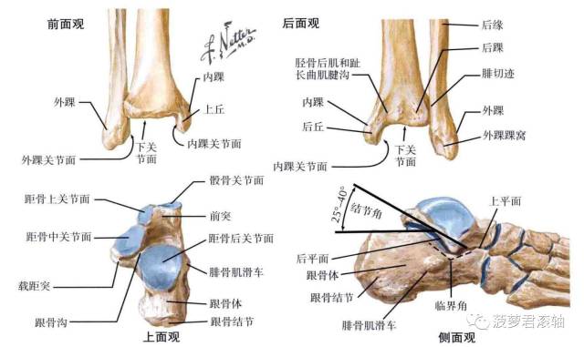 (踝关节韧带结构) 二,踝关节扭伤的机制 踝关节扭伤以外侧副韧带损 
