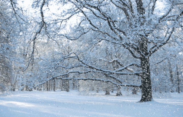 慢岛的雪 