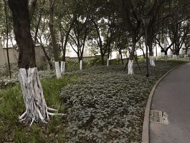尽管广州的天气温度难以破零,但是连日来的持续低温,还是让南方的孩