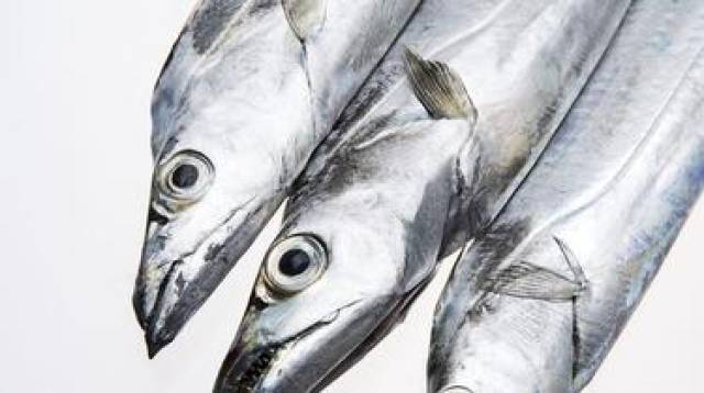 白带鱼,小带鱼,黑怪鱼:了解全球带鱼品种