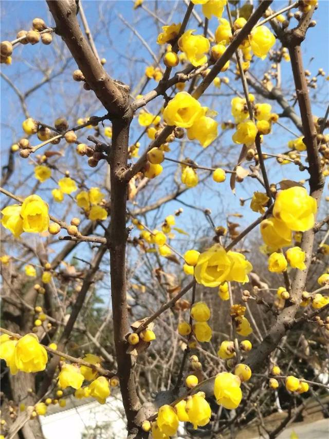 鄢陵哪里蜡梅冠天下?赶紧看了