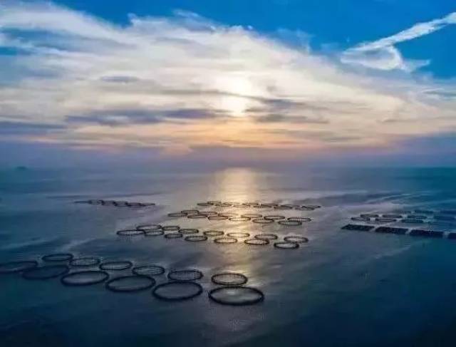 宁波人传疯了!68岁老人,靠一条黄鱼创业成网红!2018年第一励志