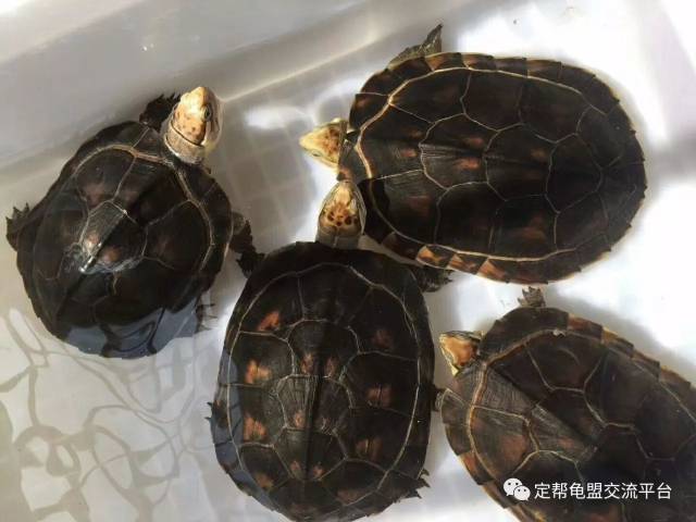 2018,石金钱龟价格会比草龟价还低吗?