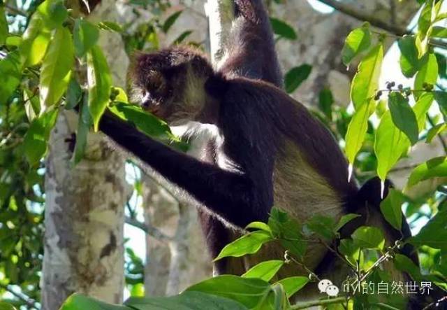 【rlyl物种说】今日-黑掌蜘蛛猴(black-handed spider monkey)