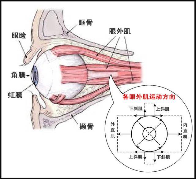 从眼球的结构看,我们常见的视力问题是怎么形成的