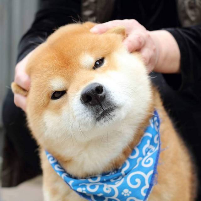 趣图:柴犬真的太萌啦,这组素材目测会被做成表情包吧!