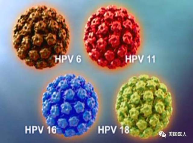 什么是人乳头瘤病毒(hpv)?