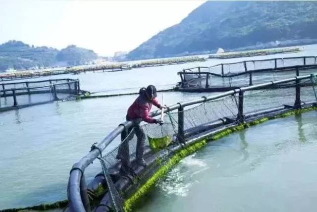 宁波人传疯了!68岁老人,靠一条黄鱼创业成网红!2018年第一励志