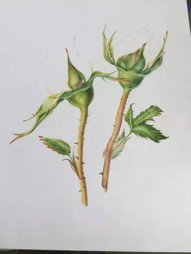 第六步:画粉色玫瑰花