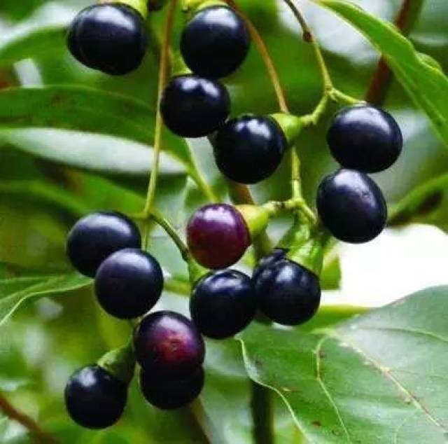 【绿友·游】之植物之声|飘香的树