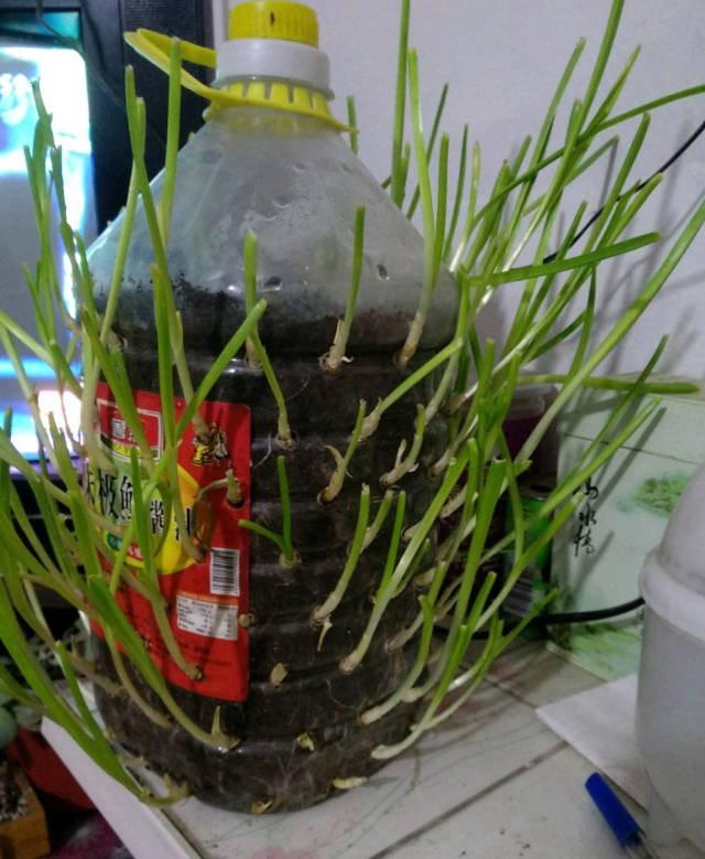 厨房垃圾废物利用!农村大妈巧种蒜苗,再一次把你征服!