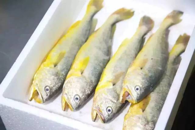 宁波人传疯了!68岁老人,靠一条黄鱼创业成网红!2018年第一励志