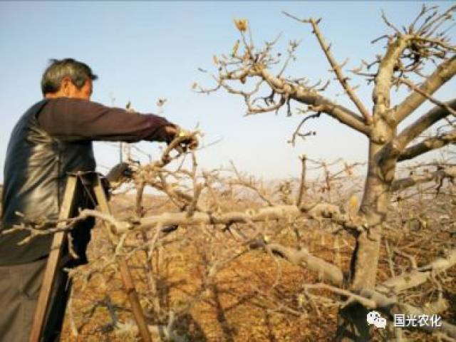 【技术】苹果冬季修剪常用方法