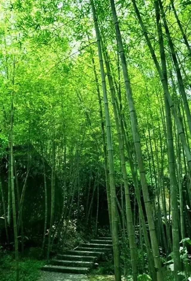 竹林听雨,品人生静好