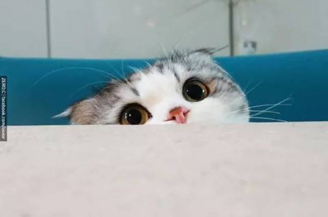 原来猫打嗝是这样的,哈哈.