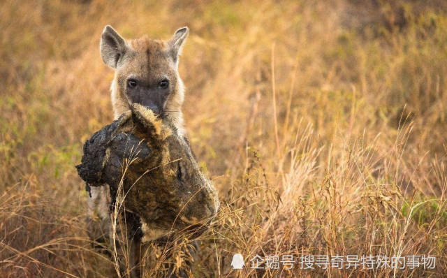 反天还是作死?鬣狗叼着母狮子头在狮群中炫耀