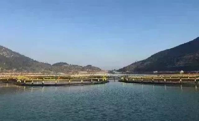 宁波人传疯了!68岁老人,靠一条黄鱼创业成网红!2018年第一励志