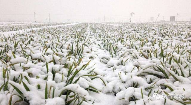 "冬天麦盖三层被,来年枕着馒头睡 大范围雨雪将席卷中东部,咱家小麦