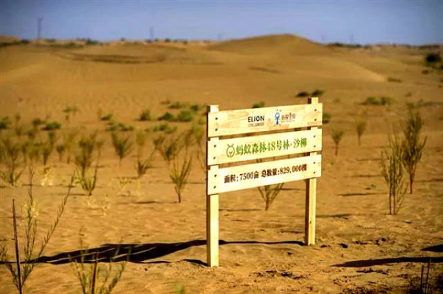 森林蚂蚁48号林,不知道有没有一个属于你看感想大时代后恐龙图片