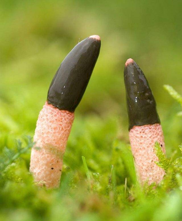 世界上10种最奇特的蘑菇,个个奇怪,你认识几种?竟然还有人种植