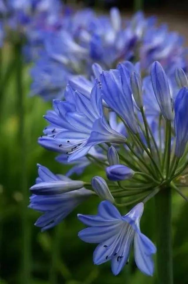 百子莲——花园里的一抹蓝