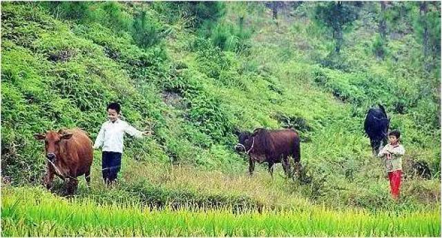 阳西农村旧时个生活,你经历过吗?