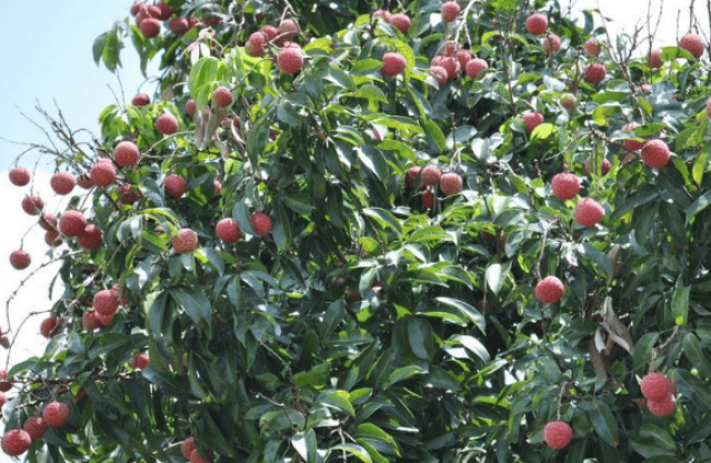 博经堂:笑谈八字人生,农历生辰八字合婚的方法