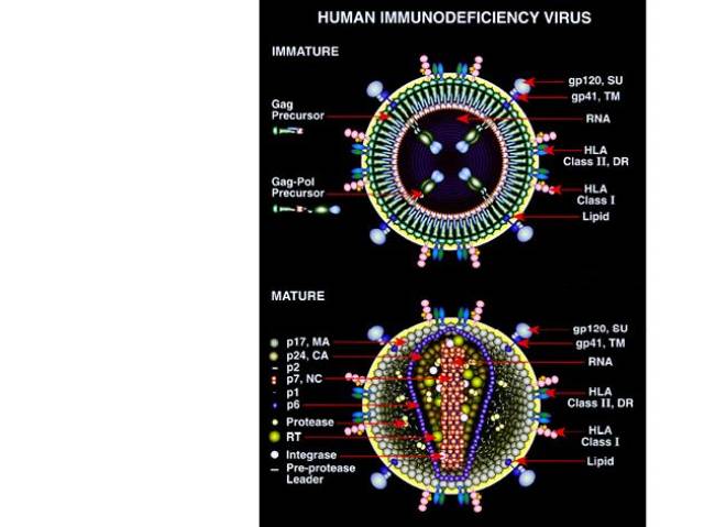 hiv-1 rna基因组的结构 也把hiv病毒是通过什么机制,和什么受体结合