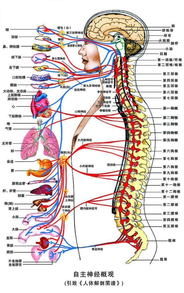 人体疾病与脊柱错位关系一览表 第一颈椎  脊神经支配部位:头部血管