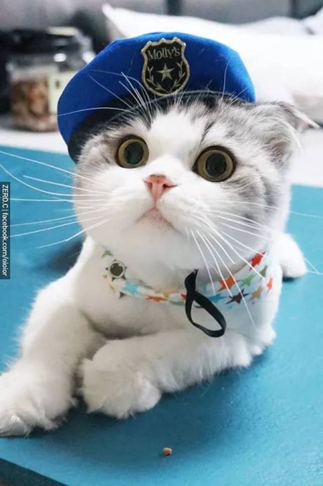 原来猫打嗝是这样的,哈哈.