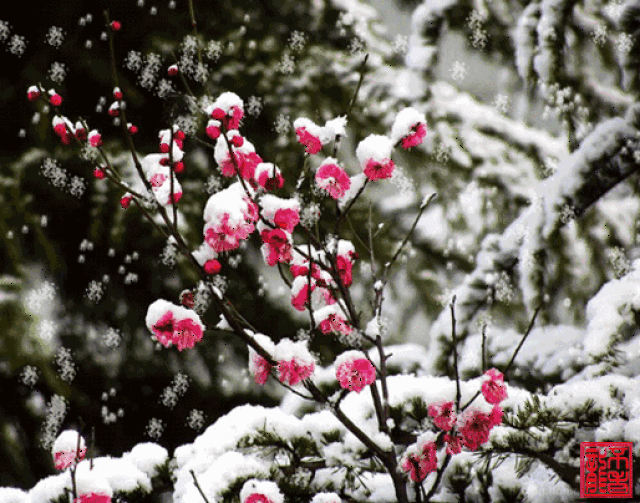 今日小寒,一首《遇见》送给今生相遇的每个人!