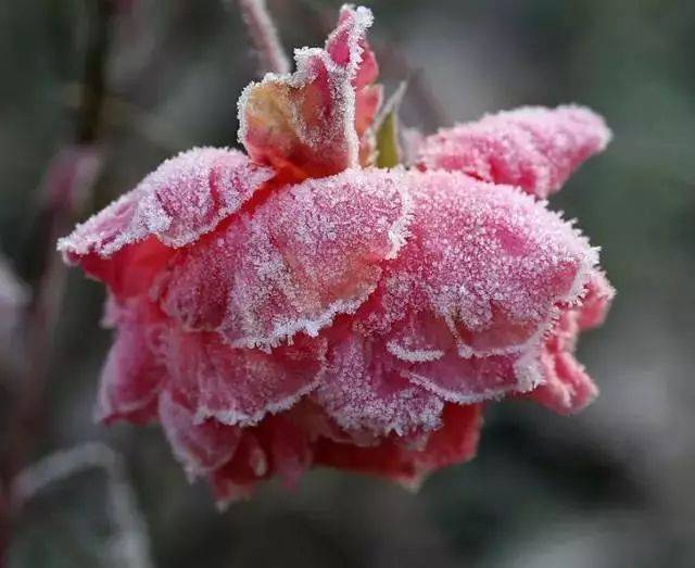 冰冻奇花,罕见至极