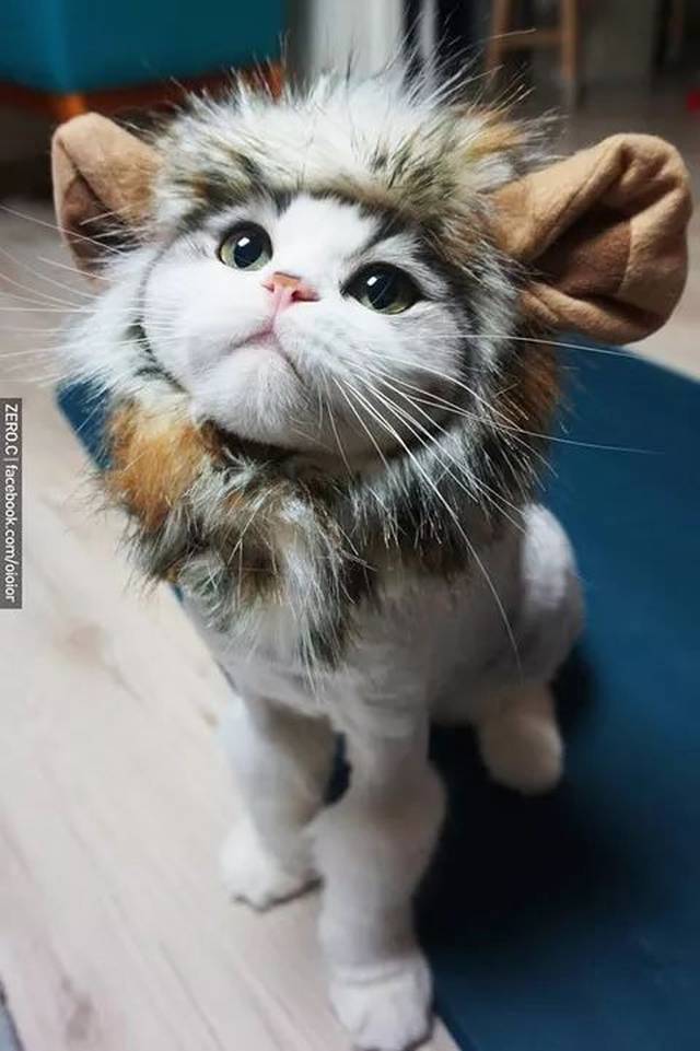 原来猫打嗝是这样的,哈哈.