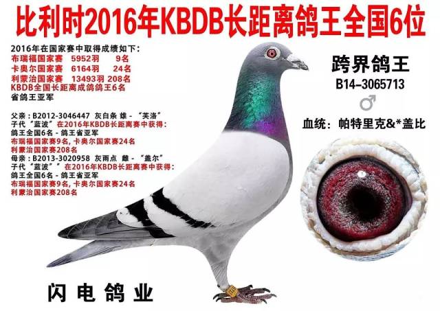 闪电鸽舍郑毅洁几羽优秀血统种鸽欣赏出售!血统盖比,KBDB鸽王6位直子,乔斯乔森等!