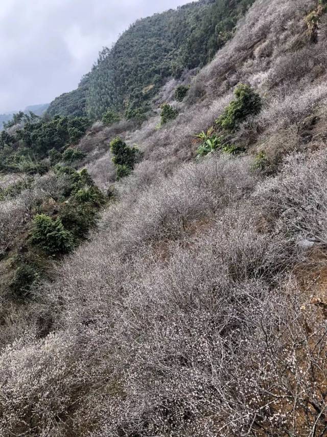 陆河螺洞|第三季《中国新歌声》汕尾赛区陆河分赛区"启动仪式"螺洞