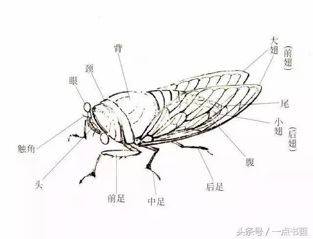 形态结构 蝉类的品种虽多,但它们大部分形状相似,只是大,小差异明显.