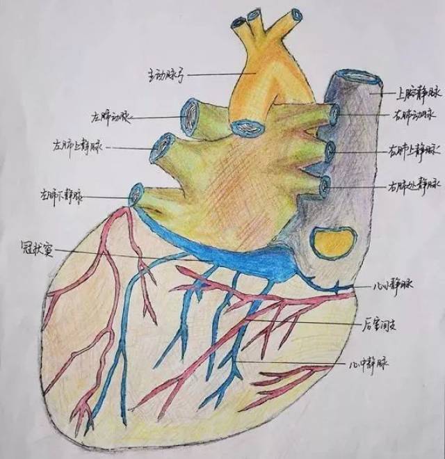 小编表示,看了这幅图已经清楚地了解了心脏的结构!